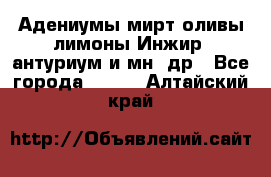 Адениумы,мирт,оливы,лимоны,Инжир, антуриум и мн .др - Все города  »    . Алтайский край